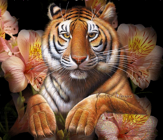 tigre.gif