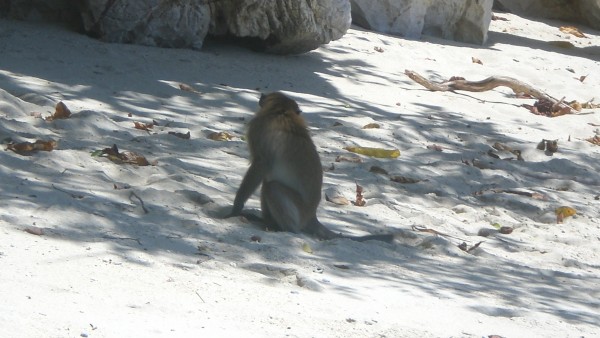 Monkey.JPG