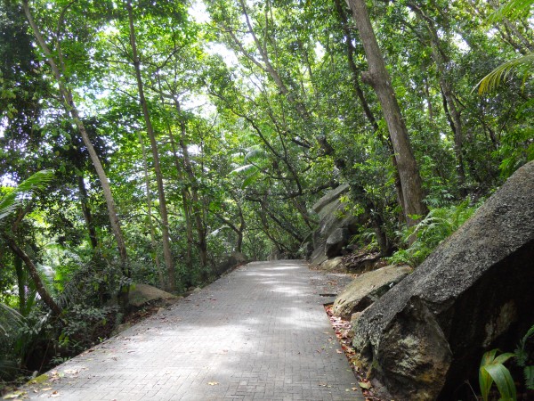 forest.jpg